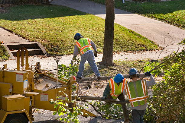 Reliable Westwood, MI Tree Services Solutions